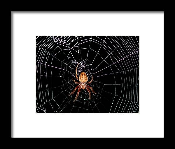 Spider Framed Print featuring the photograph 7 Legged Spotted Orb Weaver by Lara Ellis