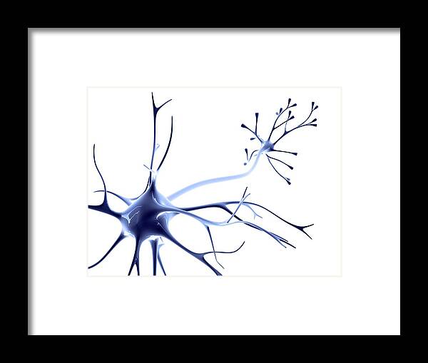 Axon Framed Print featuring the photograph Nerve Cell #7 by Pasieka