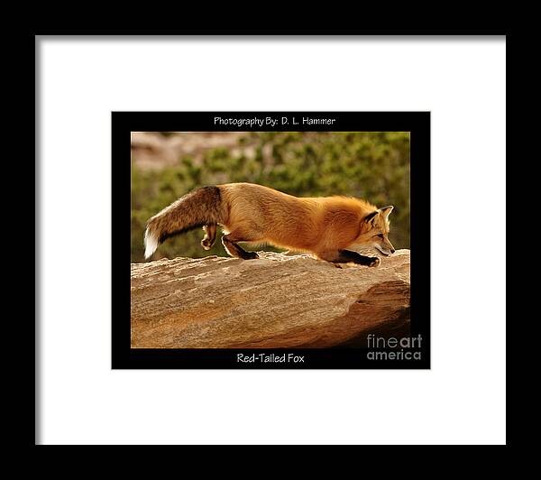 Fox Framed Print featuring the photograph Red-Tailed Fox #7 by Dennis Hammer
