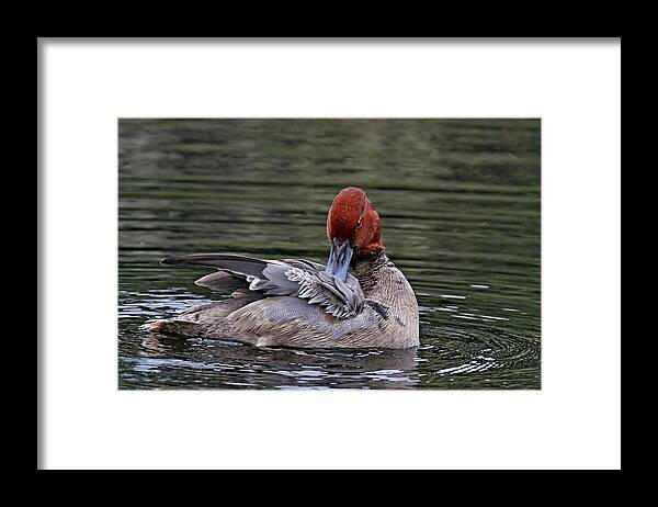 Duck Framed Print featuring the photograph Redhead Duck #7 by Ira Runyan