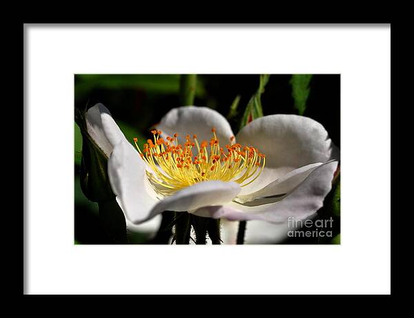 Rose Framed Print featuring the photograph Rose #3 by Sylvie Leandre