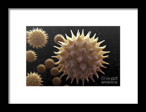 Allergies Framed Print featuring the photograph Sunflower Pollen #7 by Science Picture Co