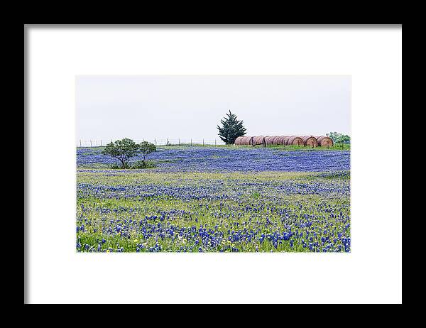 Texas Wildflowers Framed Print featuring the photograph Texas Bluebonnets 5 by Victor Culpepper