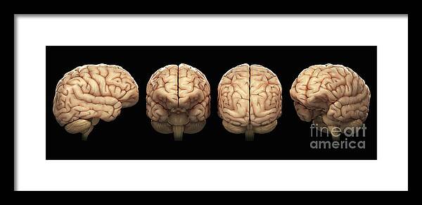 Hemisphere Framed Print featuring the photograph The Human Brain #7 by Science Picture Co