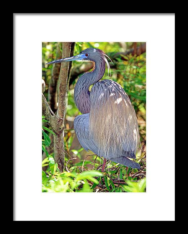 Animal Framed Print featuring the photograph Tricolored Heron Egretta Tricolor #7 by Millard H. Sharp