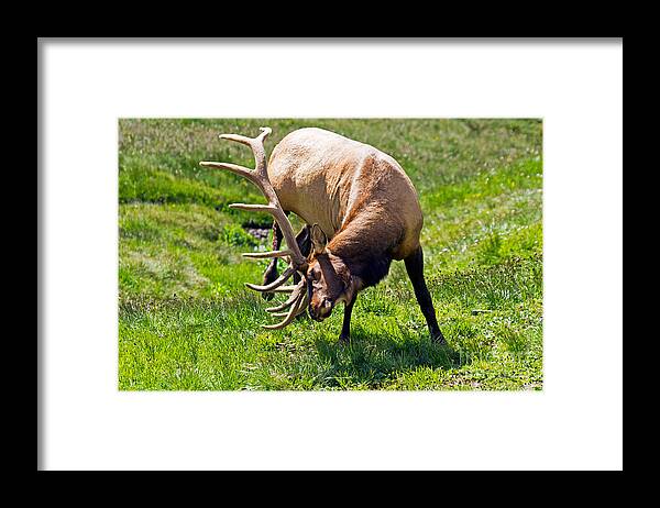 Bull Framed Print featuring the photograph Wapiti Elk in Rocky Mountain National Park #7 by Fred Stearns