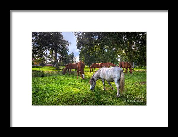 Horse Framed Print featuring the photograph Wild horses on the field #7 by Michal Bednarek