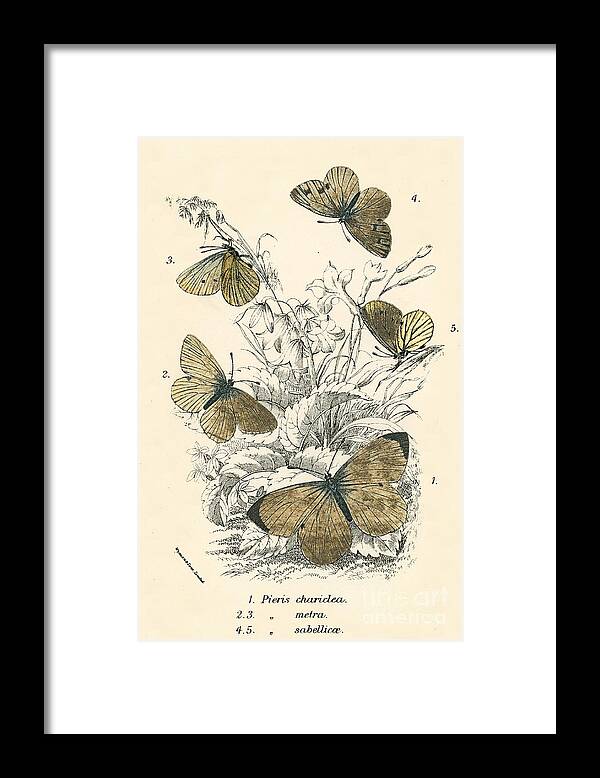 Insect Framed Print featuring the drawing Butterflies by English School