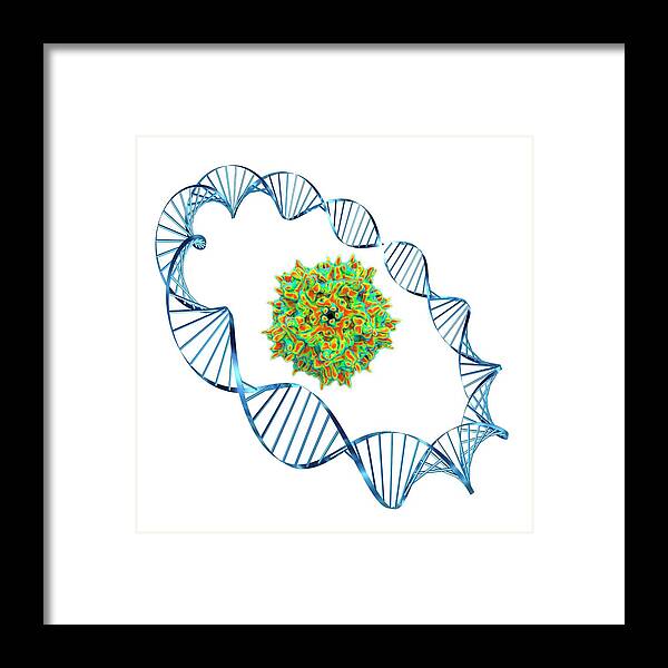 Aav Framed Print featuring the photograph Adeno-associated Virus by Alfred Pasieka