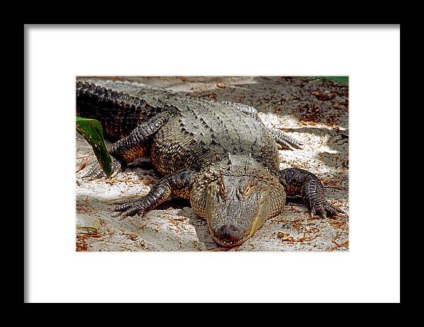 Animal Framed Print featuring the photograph American Alligator Alligator #8 by Millard H. Sharp