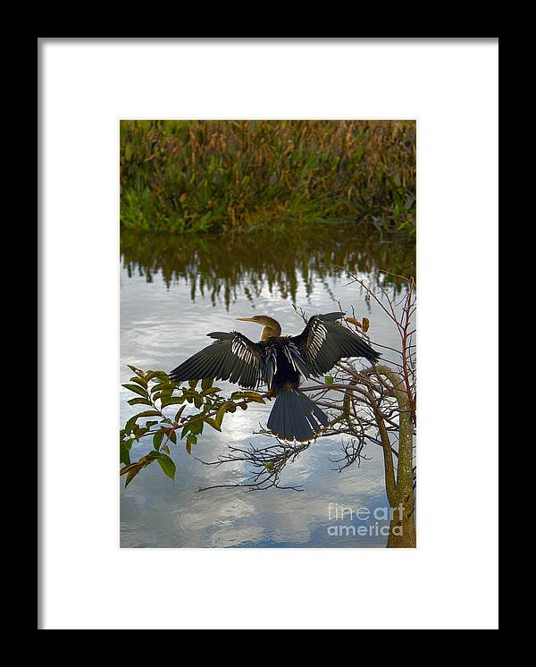 Fauna Framed Print featuring the photograph Anhinga #8 by Mark Newman