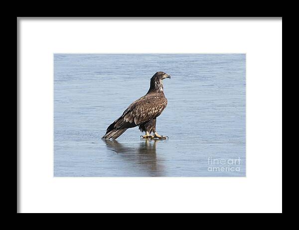 Eagle Framed Print featuring the photograph Bald Eagle #8 by Lori Tordsen