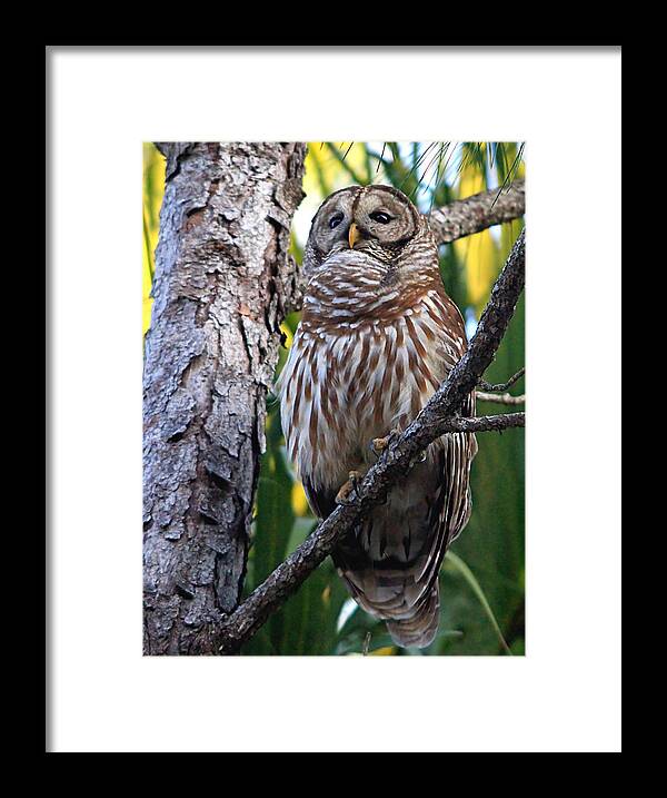 Owl Framed Print featuring the photograph Barred Owl #8 by Ira Runyan