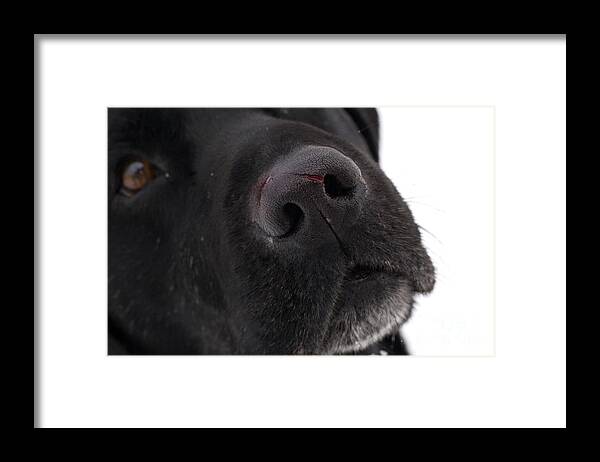 Wound Framed Print featuring the photograph Black Labrador #8 by Linda Freshwaters Arndt