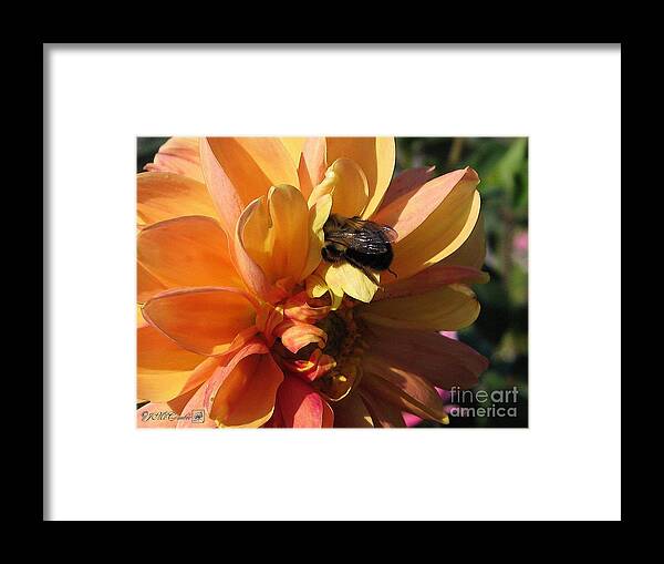 Dahlia Framed Print featuring the painting Dahlia from the Showpiece Mix #8 by J McCombie