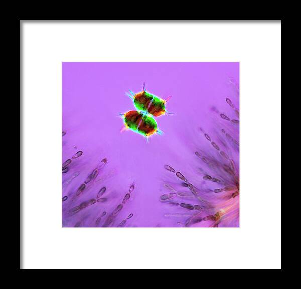 Alga Framed Print featuring the photograph Desmid And Red Algae #8 by Marek Mis