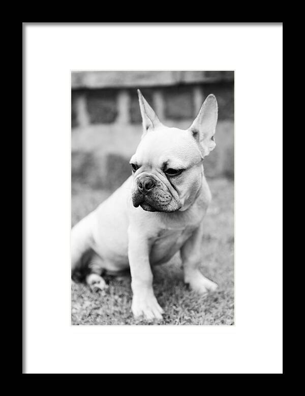 French Bulldog Framed Print featuring the photograph French Bulldog #9 by Falko Follert
