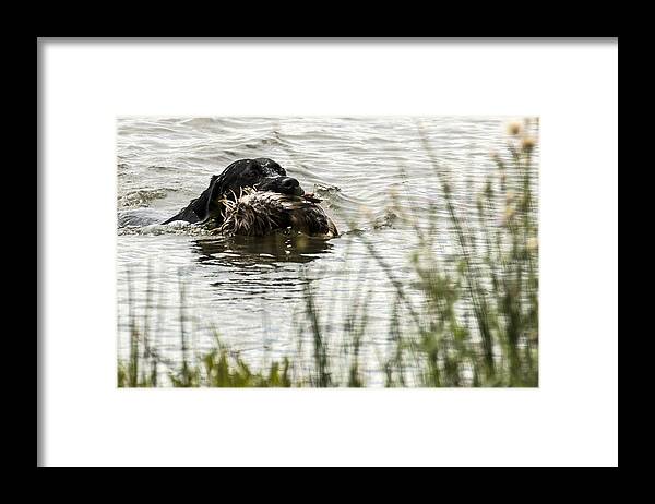 Ukc Hunt Test Framed Print featuring the photograph Labrador Retriever #6 by Steven Clair