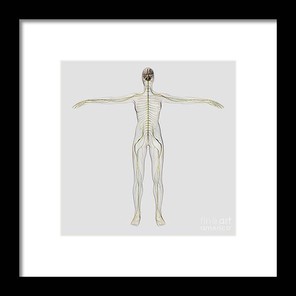 Color Image Framed Print featuring the digital art Medical Illustration Of The Human #8 by Stocktrek Images