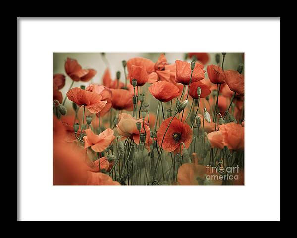 Poppy Framed Print featuring the photograph Red Poppy Flowers #8 by Nailia Schwarz