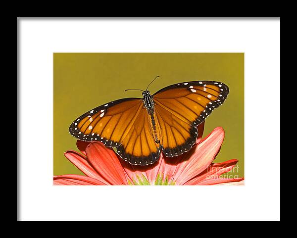 Animal Framed Print featuring the photograph Soldier Butterfly Danaus Eresimus #8 by Millard H. Sharp