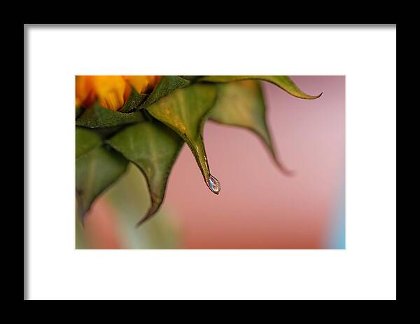 Agriculture Framed Print featuring the photograph Sunflower #8 by Peter Lakomy
