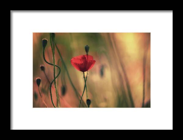 Poppies Framed Print featuring the photograph Untitled #8 by Keren Or