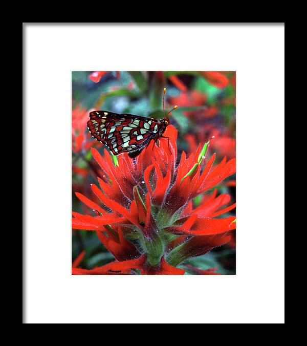 Butterfly Framed Print featuring the photograph USA, Oregon, Mt Hood National Forest #8 by Jaynes Gallery