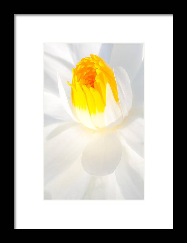 Flowers Framed Print featuring the photograph Water Lily #8 by Dennis Goodman Photography