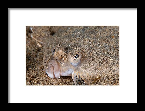 Flatfish Framed Print featuring the photograph Winter Flounder #8 by Andrew J. Martinez