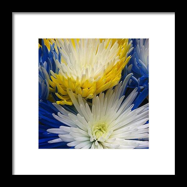 Flowers Framed Print featuring the photograph Blue and Yellow by Emily Hathway
