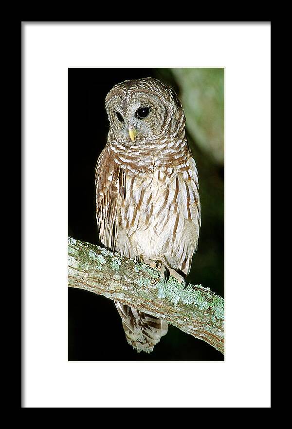 Barred Owl Framed Print featuring the photograph Barred Owl #9 by Millard H. Sharp