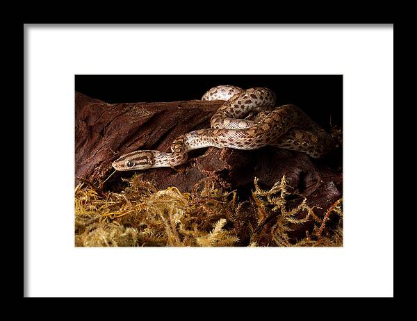 Animal Framed Print featuring the photograph Colombian Rainbow Boa Epicrates Maurus #9 by David Kenny