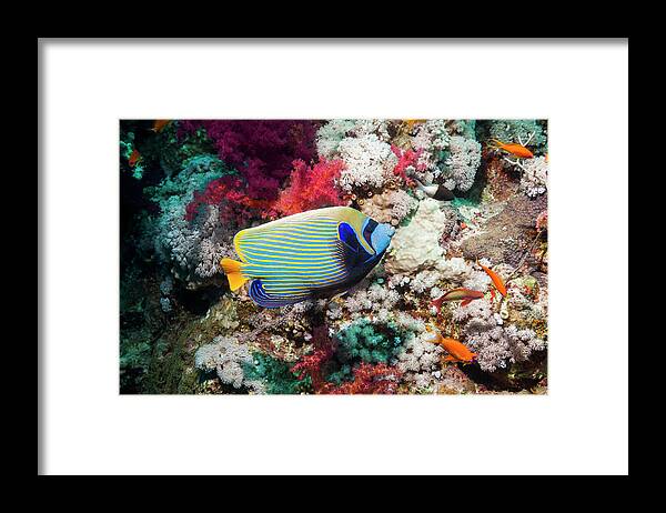 Red Sea Framed Print featuring the photograph Coral Reef Scenery #9 by Georgette Douwma