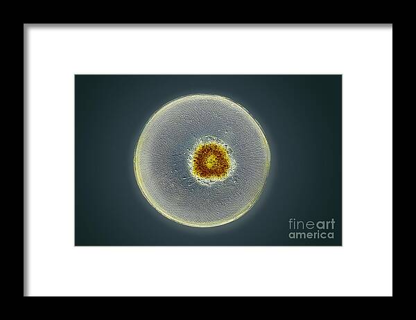 Alga Framed Print featuring the photograph Diatom, Light Micrograph #9 by Frank Fox