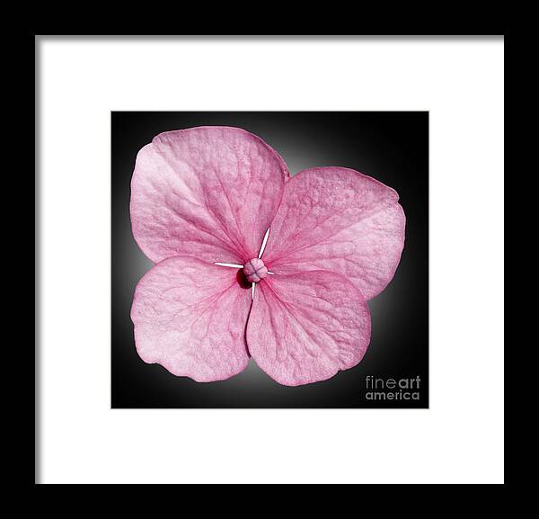  Flowers Framed Print featuring the photograph Flowers #3 by Tony Cordoza