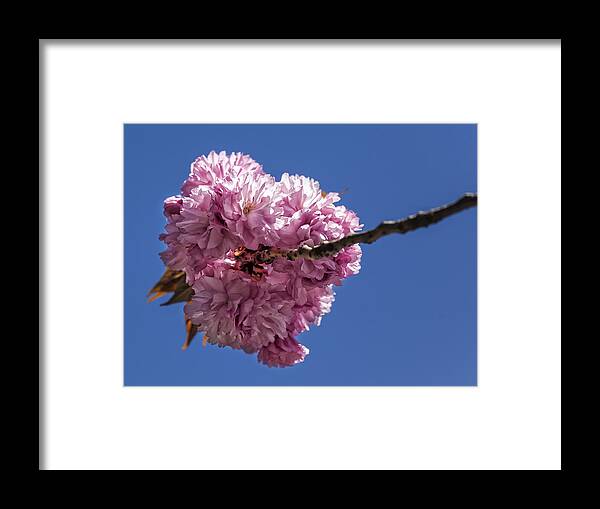 Cherry Blossoms Framed Print featuring the photograph Cherry Blossoms #91 by Robert Ullmann