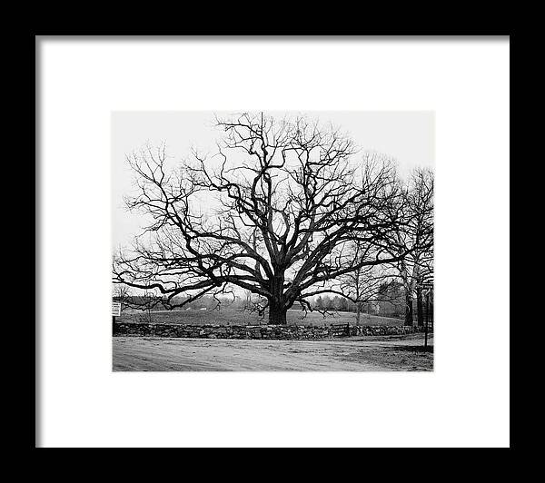 Exterior Framed Print featuring the photograph A Bare Oak Tree by Tom Leonard