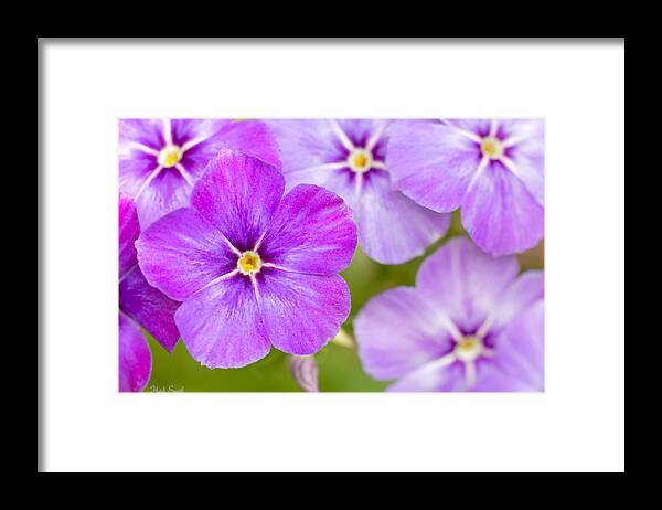 Plant Framed Print featuring the photograph A Beautiful Bunch by Heidi Smith