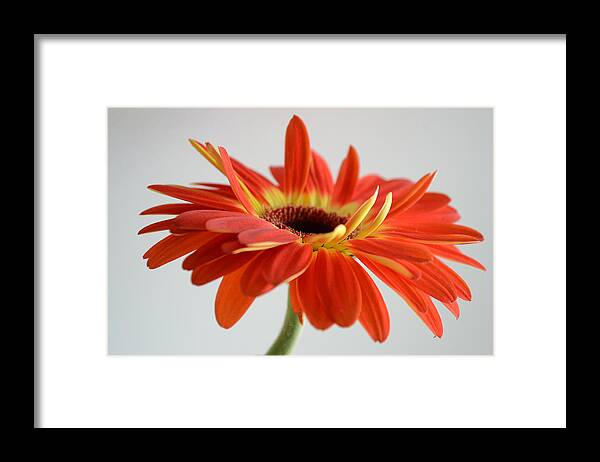 Flower Framed Print featuring the photograph A Beautiful Dream by Melanie Moraga