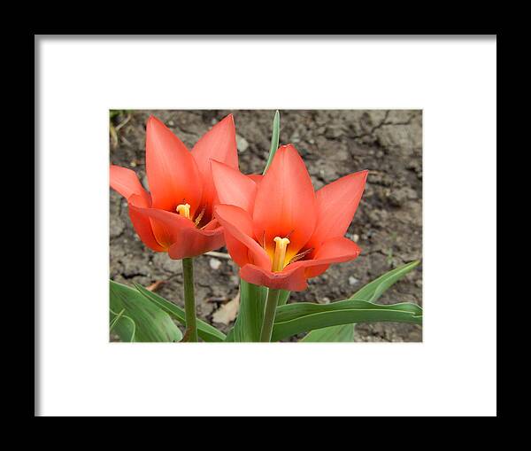 Tulips Framed Print featuring the photograph A Beautiful Pair by Betty-Anne McDonald