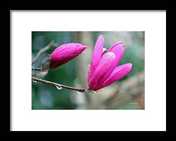Flower Framed Print featuring the photograph A Beautiful Rainy Morning by Suzanne Gaff