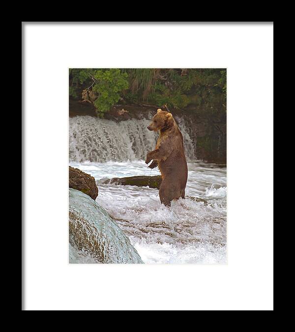 Brown Bear Framed Print featuring the photograph A Better Look by Bill Singleton