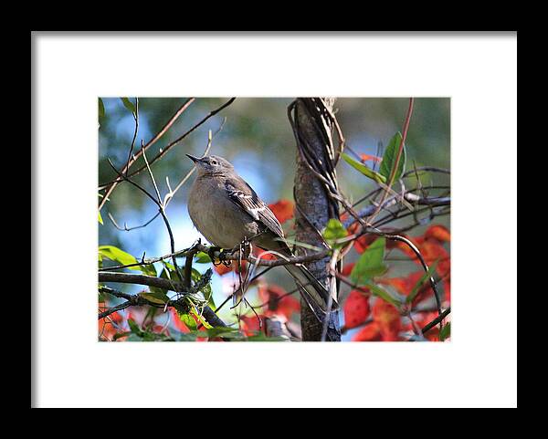 Bird Framed Print featuring the photograph A Bird Enjoying The View by Cynthia Guinn