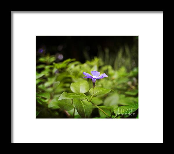 Purple Framed Print featuring the photograph A Bit of Purple by Maria Janicki