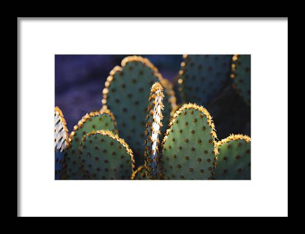 Prickly Pear Cactus Framed Print featuring the photograph A Bit Prickly by Saija Lehtonen