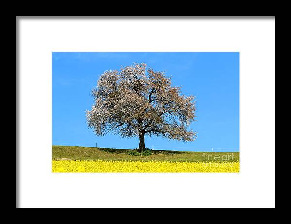  Agriculture Framed Print featuring the photograph A blooming lone Tree in Spring with canolas in front 2 by Amanda Mohler