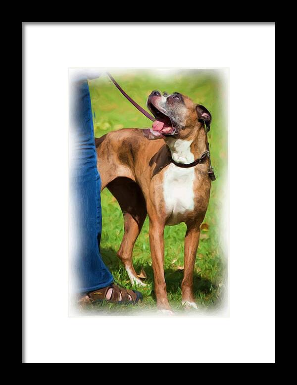 Boxer Framed Print featuring the photograph A Boxer's Anticipation by Monroe Payne