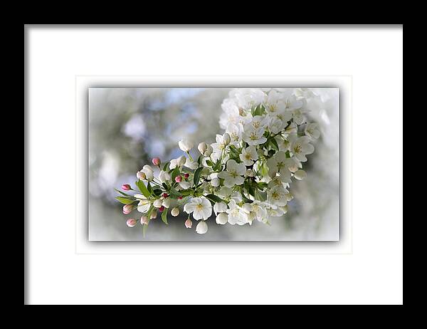 Blossoms Framed Print featuring the photograph A Breath of Spring by Rosanne Jordan