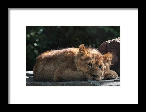 Lion Framed Print featuring the photograph A Brief Naptime Pause by Theo OConnor